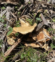 Rhodocybe