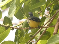 Todirostrum cinereum