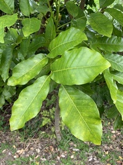 Dysoxylum spectabile