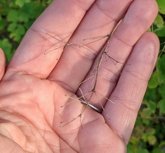 Thalictrum pubescens