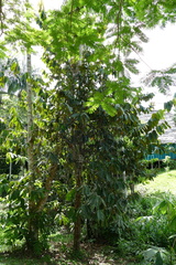 Theobroma subincanum