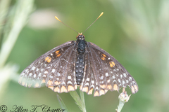 Euphydryas phaeton