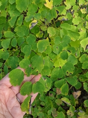 Thalictrum pubescens
