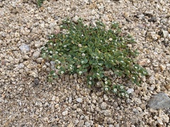 Euphorbia albomarginata