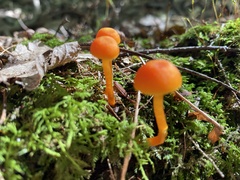 Hygrocybe cantharellus