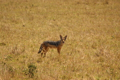 Lupulella mesomelas schmidti