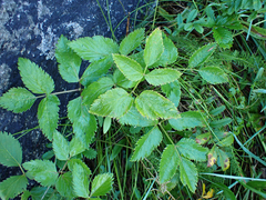 Angelica genuflexa