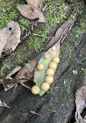 Belonocnema treatae