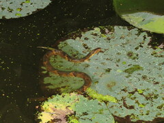 Nerodia fasciata confluens