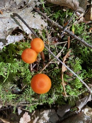 Hygrocybe cantharellus