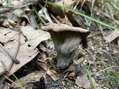 Craterellus fallax