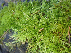 Kindbergia praelonga