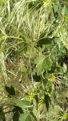 Clematis