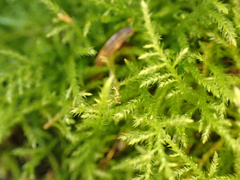Kindbergia praelonga