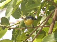 Todirostrum cinereum