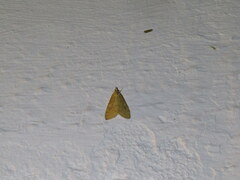 Achyra rantalis