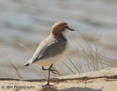 Charadrius ruficapillus