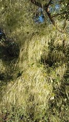 Clematis