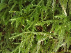 Rhytidiadelphus loreus