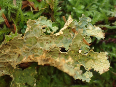 Lobaria