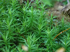 Polytrichum formosum
