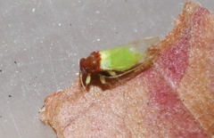 Calophya triozomima