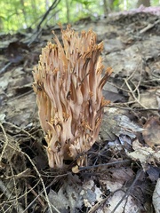 Ramaria stricta