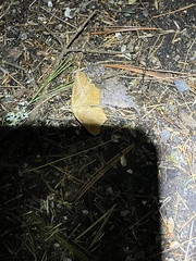 Prochoerodes lineola