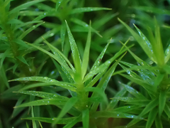 Polytrichum formosum