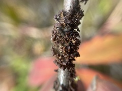 Tuckermanopsis sepincola
