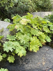 Darmera peltata