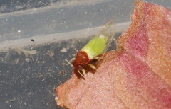 Calophya triozomima