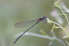 Argia translata