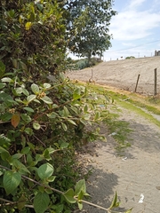 Alternanthera porrigens