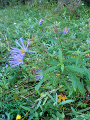 Symphyotrichum subspicatum