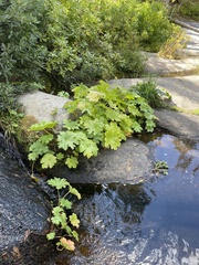 Darmera peltata
