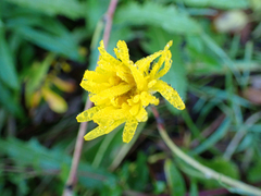 Sonchus arvensis