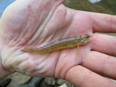 Etheostoma nigrum