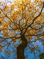 Handroanthus chrysanthus