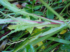Sonchus arvensis