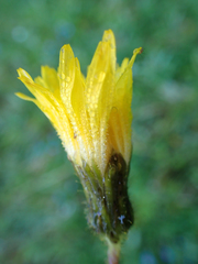 Sonchus arvensis