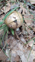 Russula foetens