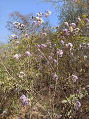 Vernonanthura squamulosa