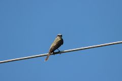 Tyrannus melancholicus