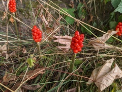 Arum maculatum