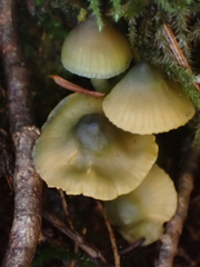 Gliophorus