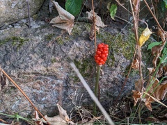Arum maculatum