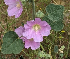 Alcea biennis
