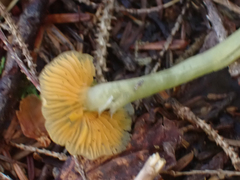 Gliophorus