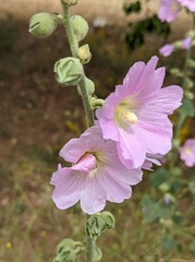 Alcea biennis